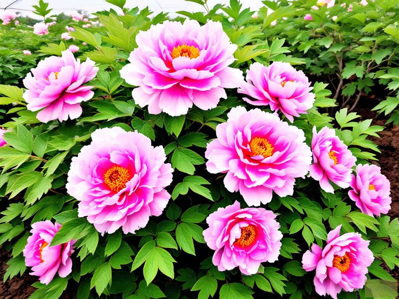 2025年牡丹花可以种植吗
