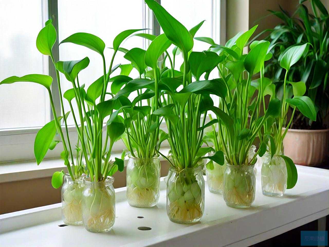 室内什么水培植物好养
