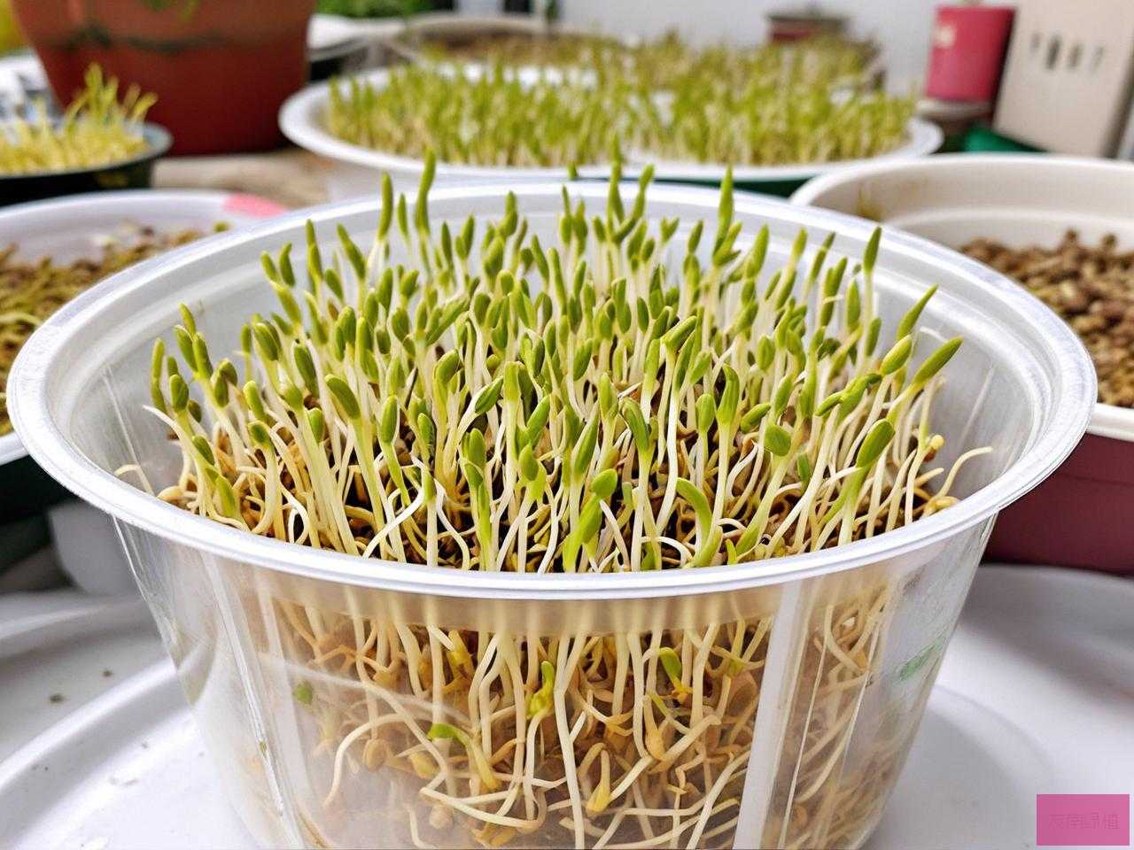 2025年种子催芽处理方法