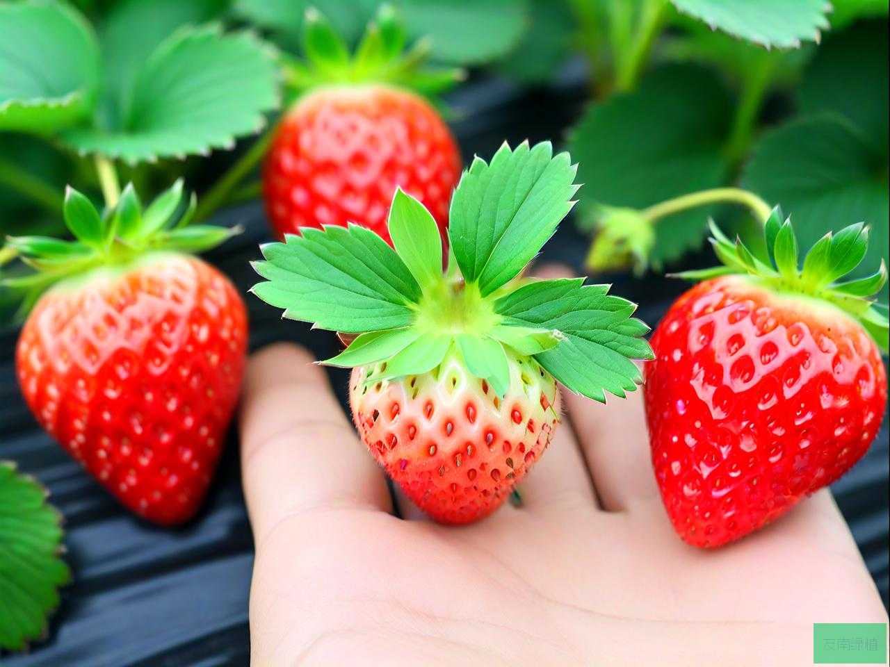 草莓种子多少天能发芽