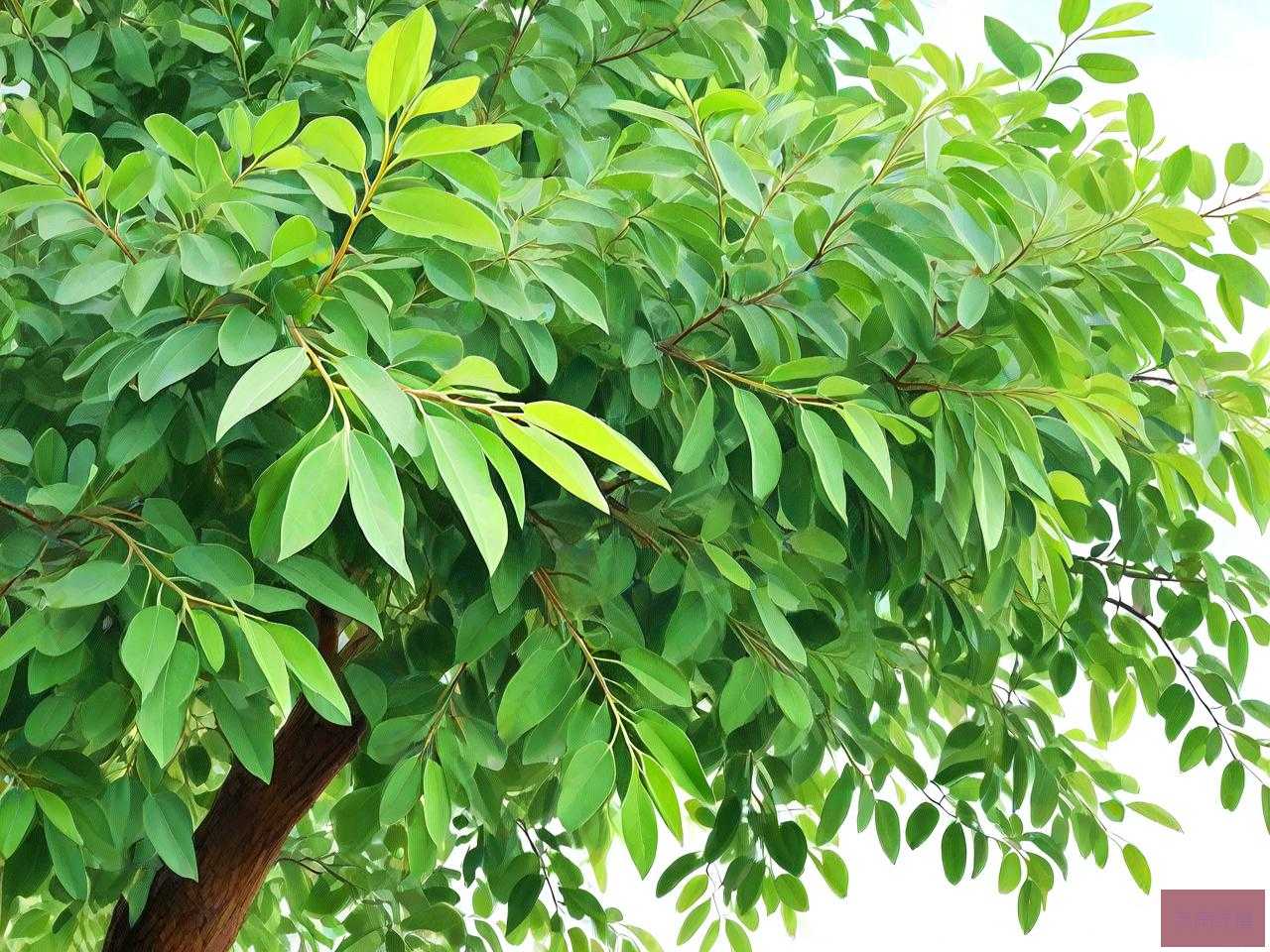 皂角树叶子可以食用吗