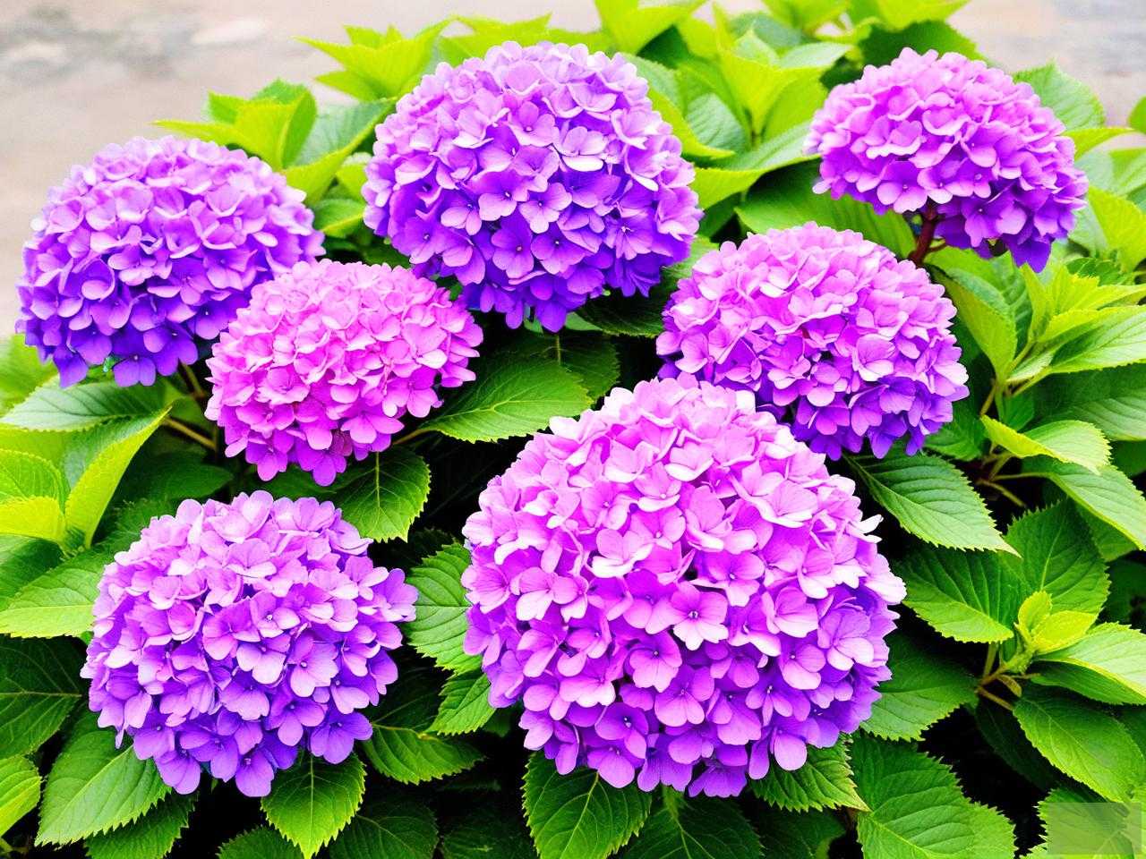 2025年绣球花花语 紫色