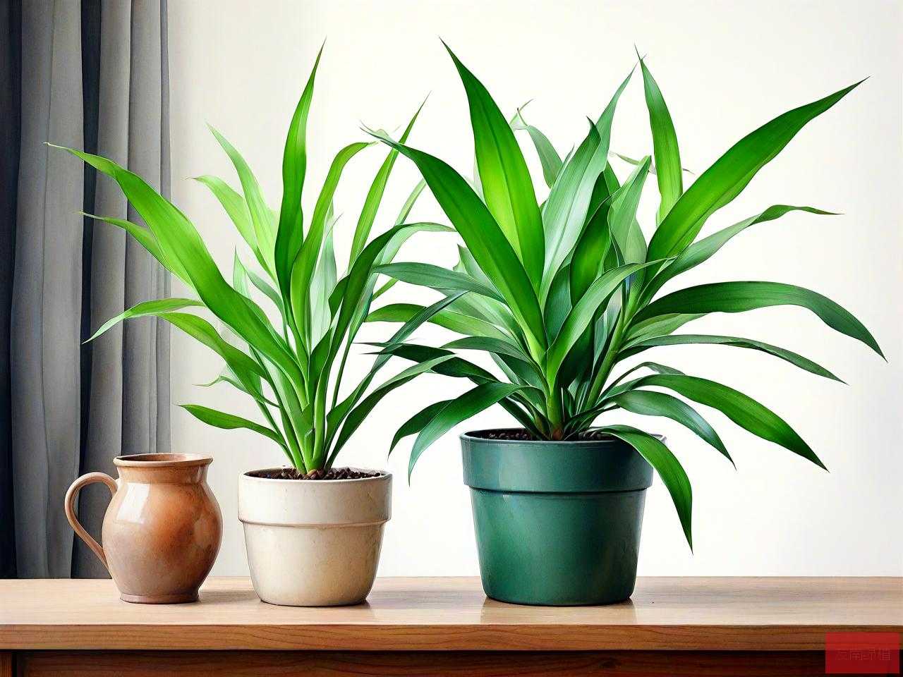 植物文竹怎么养殖方法