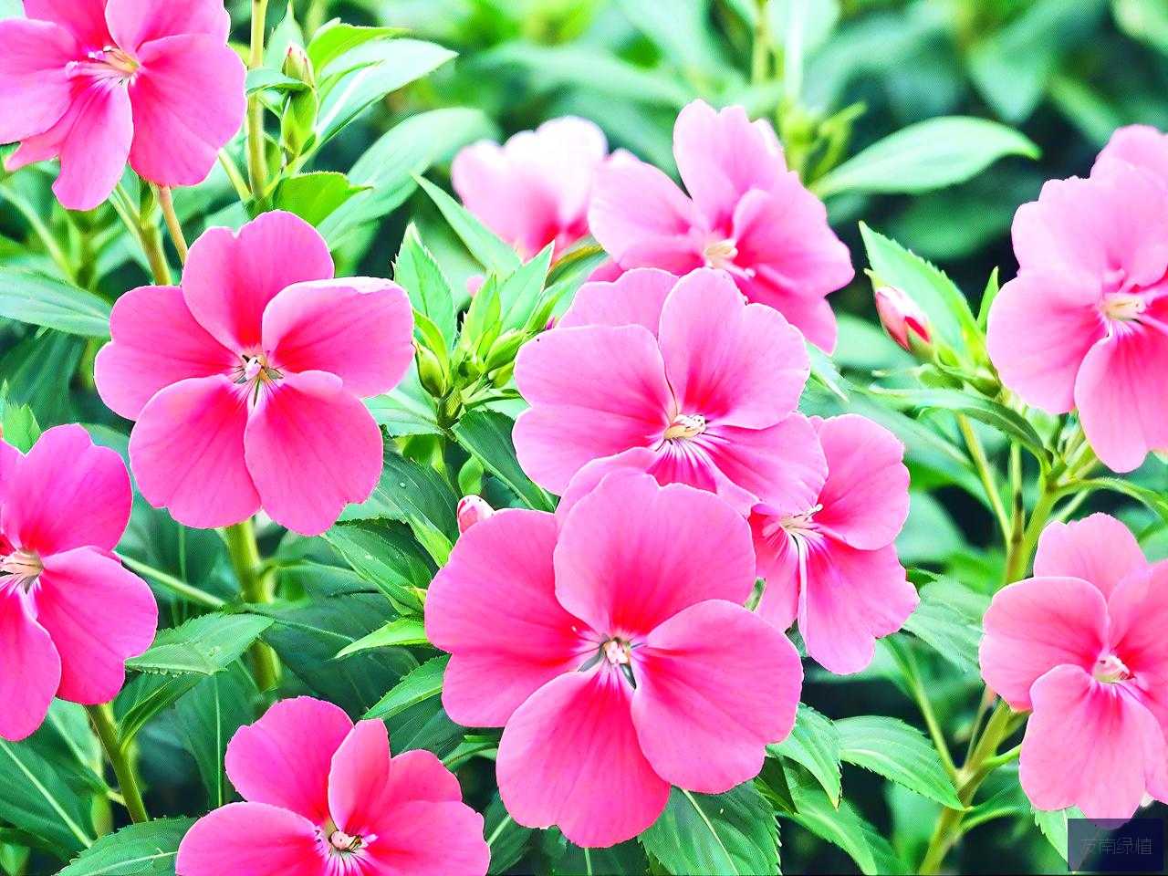 凤仙花是用什么传播的