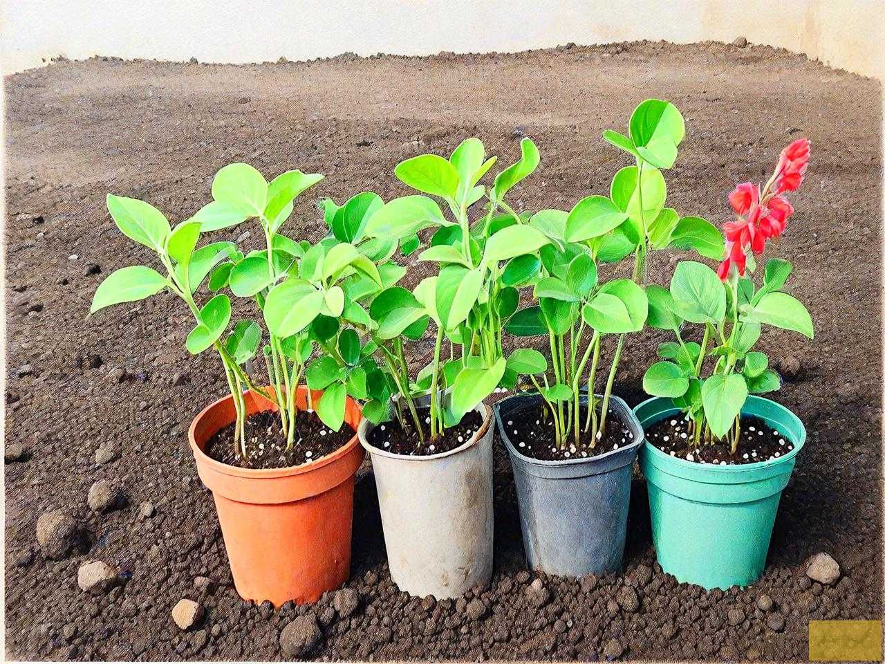 珍珠岩可以种什么植物
