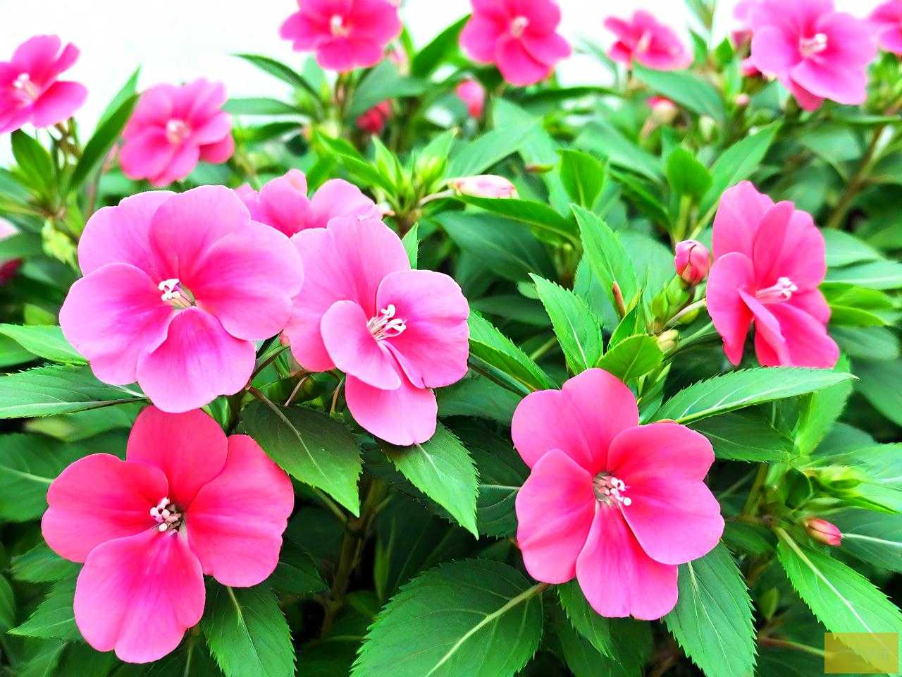 凤仙花的种子长在哪里