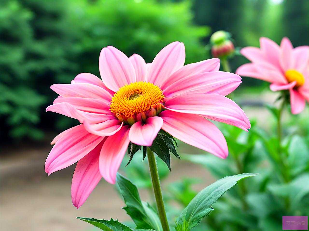 夏天公园开的花有哪些