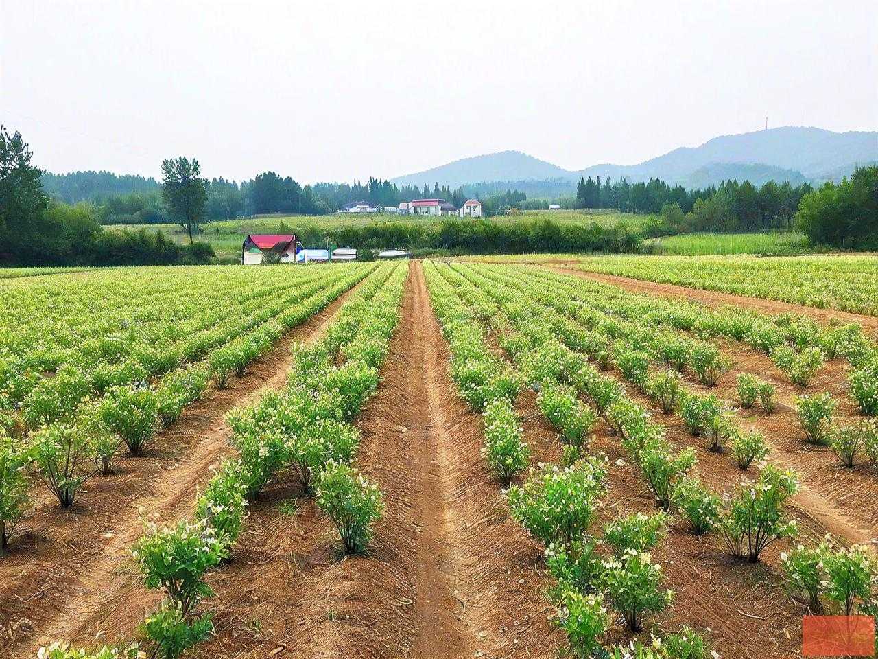 朴树10公分什么价格