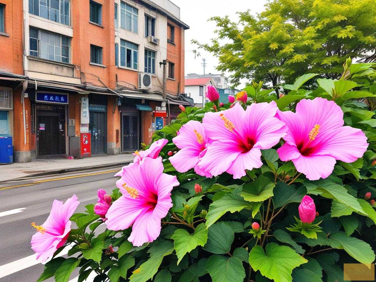 2025年木槿花在哪个城市