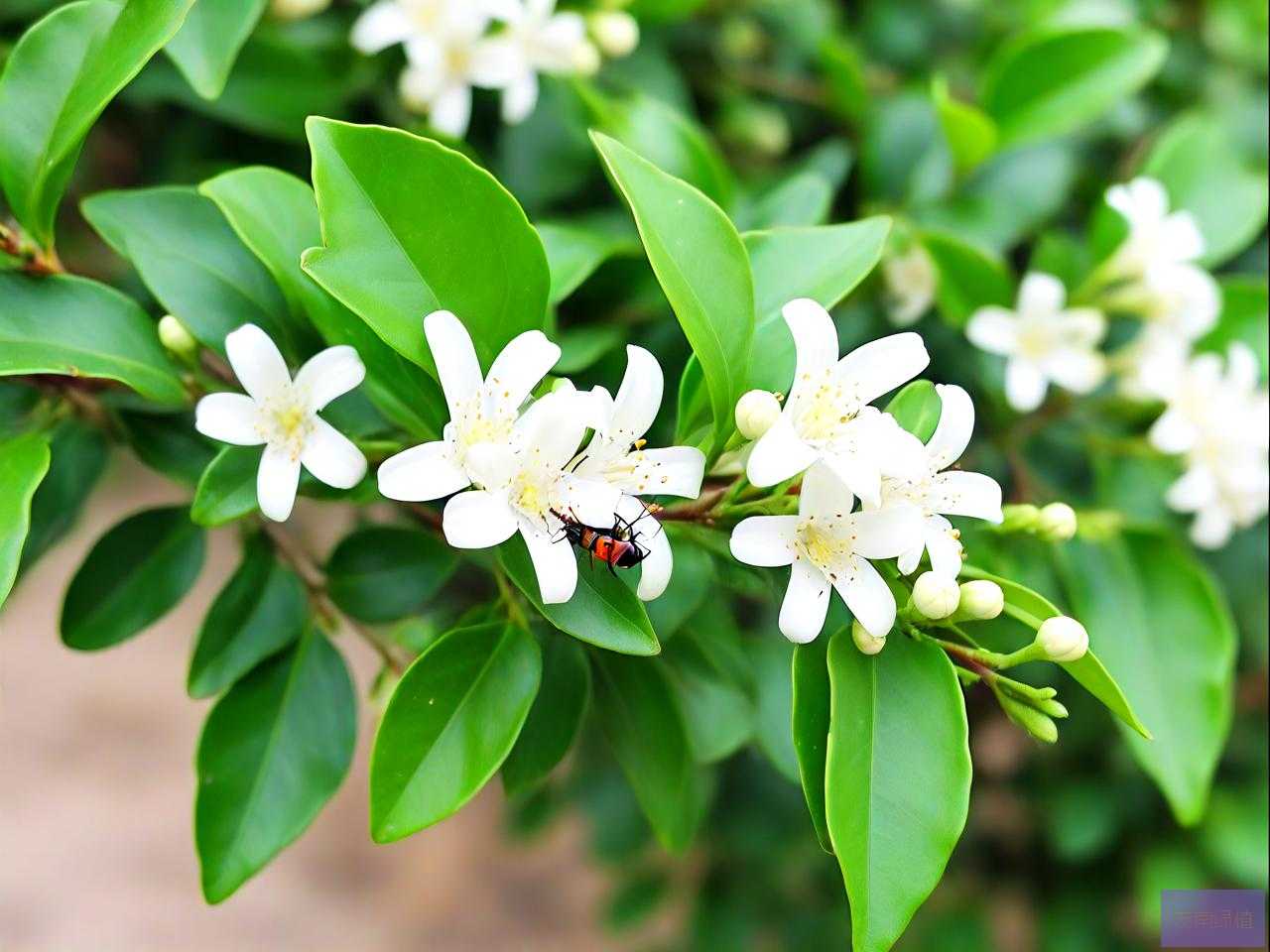 九里香有虫子怎么杀虫