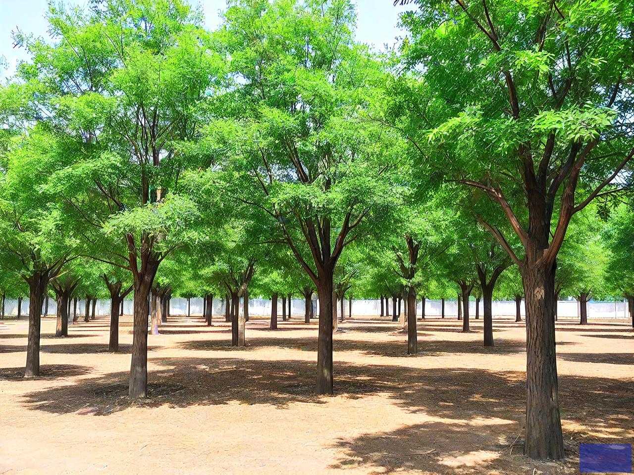 12公分老式国槐价格
