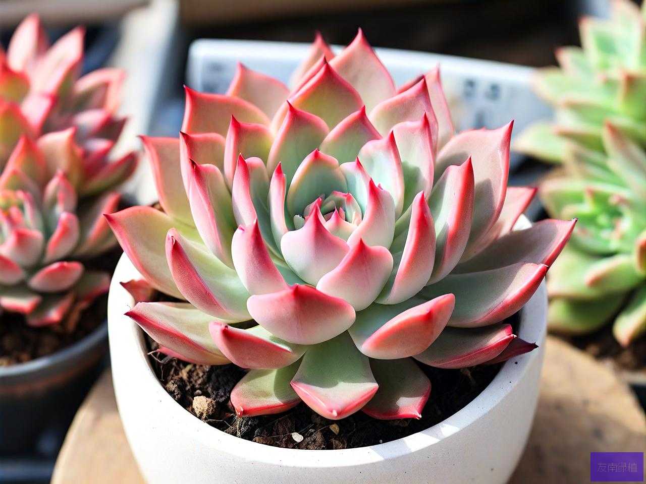 红稚莲多肉植物怎么养