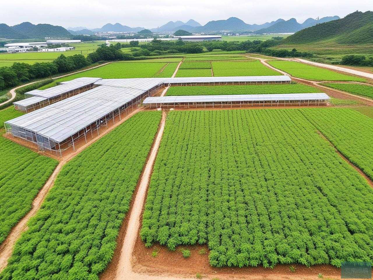 2025年广西百部种苗基地