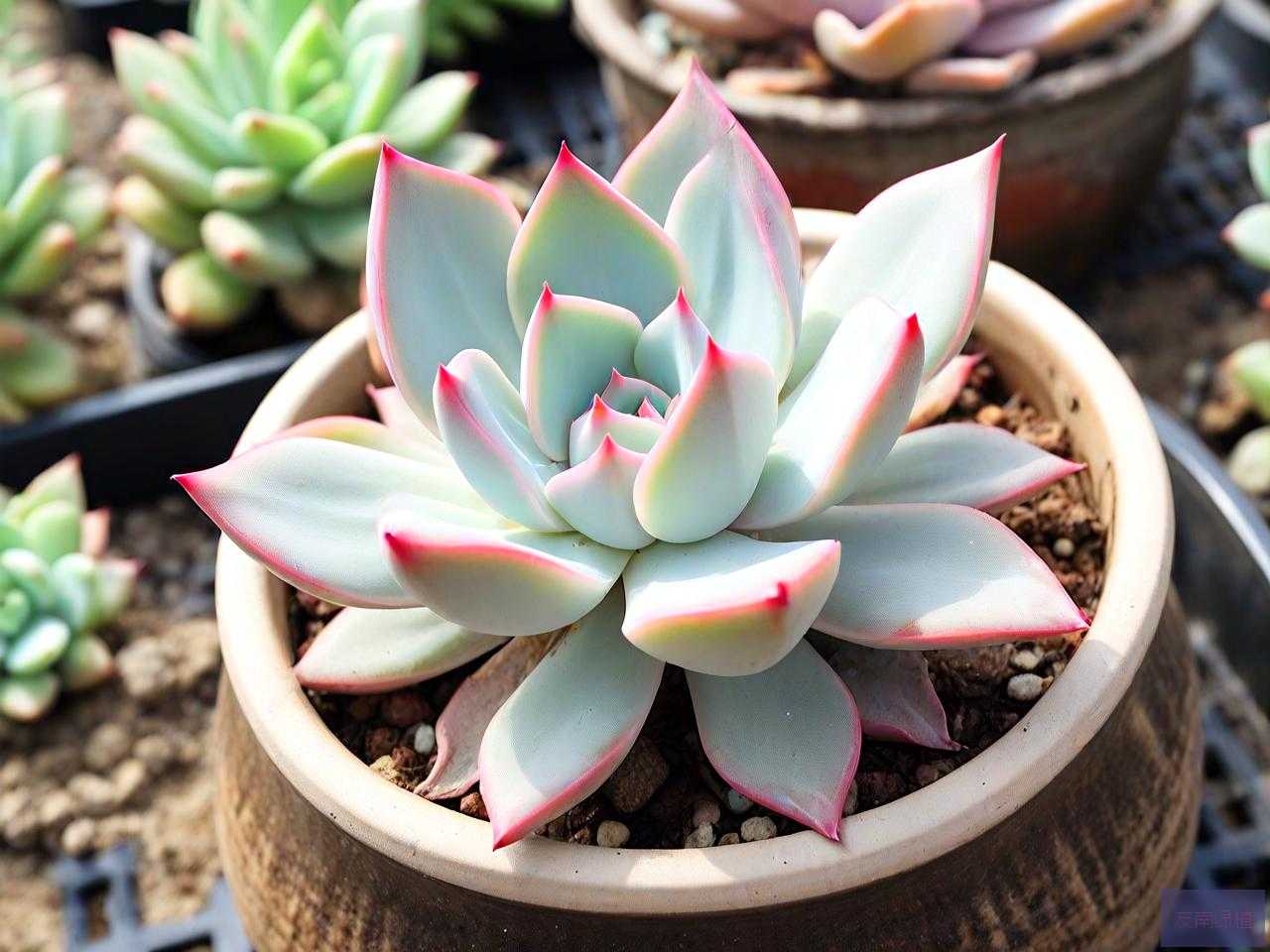 多肉植物情人泪怎么养