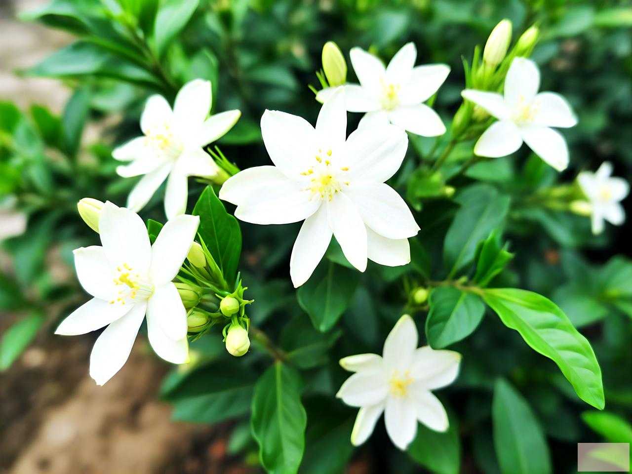 宝珠茉莉花的养殖方法