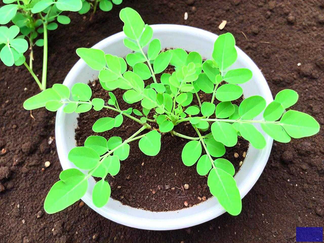 辣木籽怎么种几天发芽