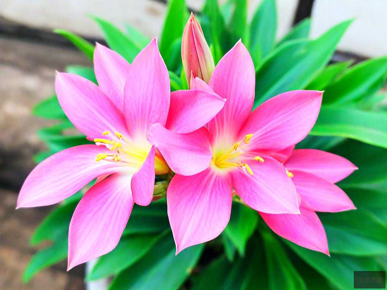 滴水观音几年开一次花