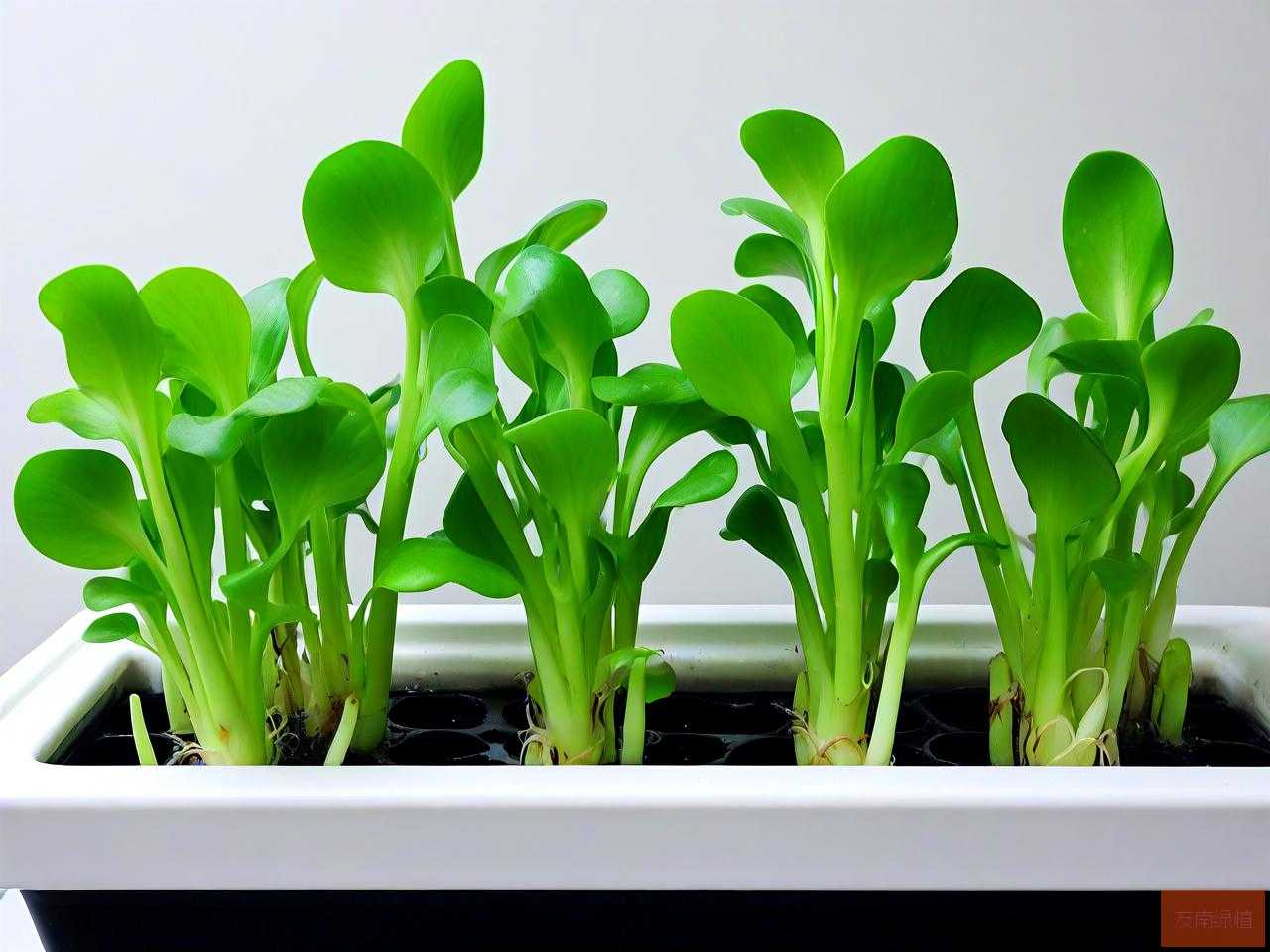 水培植物水变绿怎么办