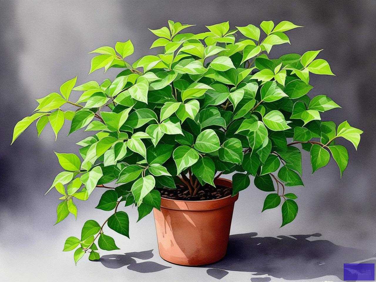 2025年植物常青藤怎么养