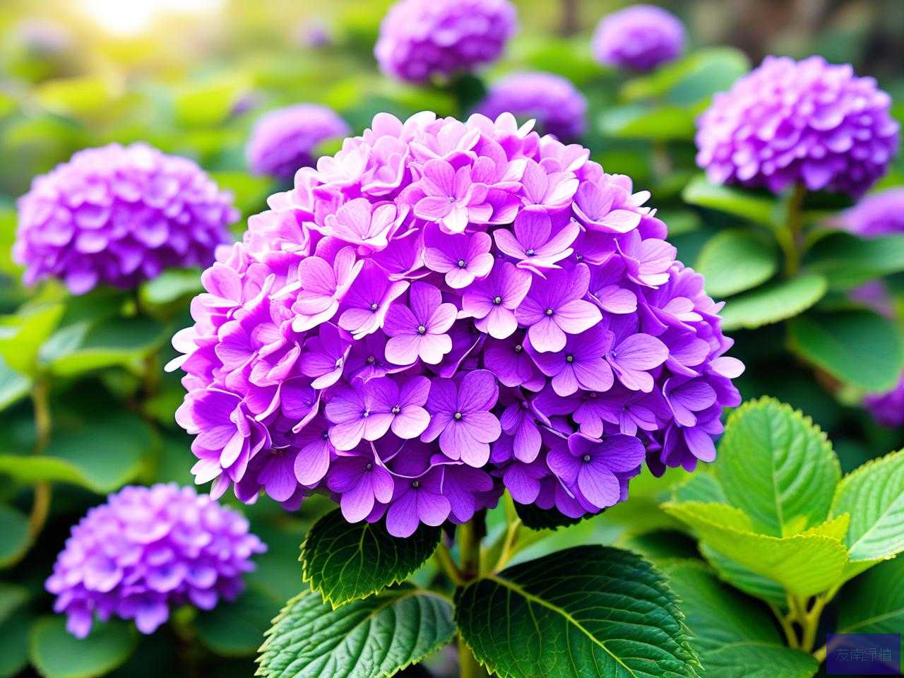 2025年紫色绣球花的花语