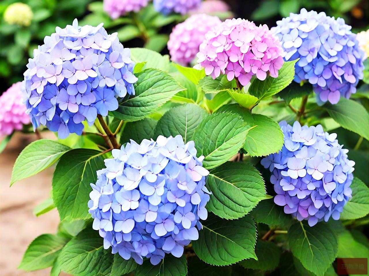 绣球花哪些品种值得养