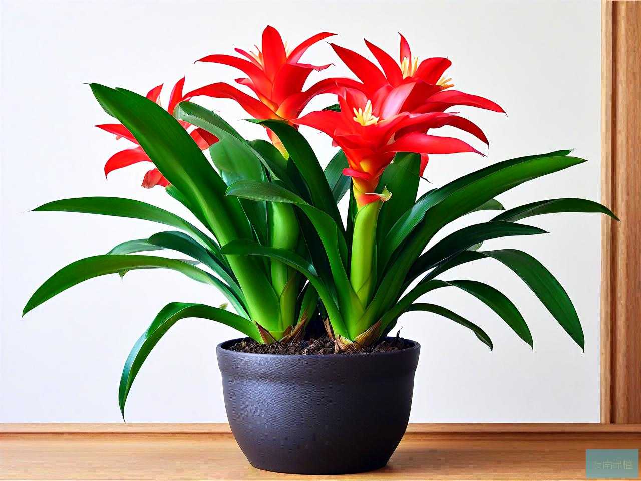 盆栽植物室内鸿运当头