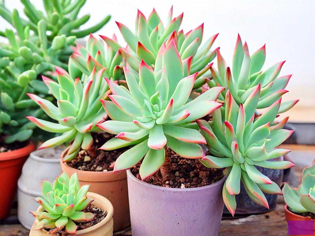 多肉植物在南方怎么养