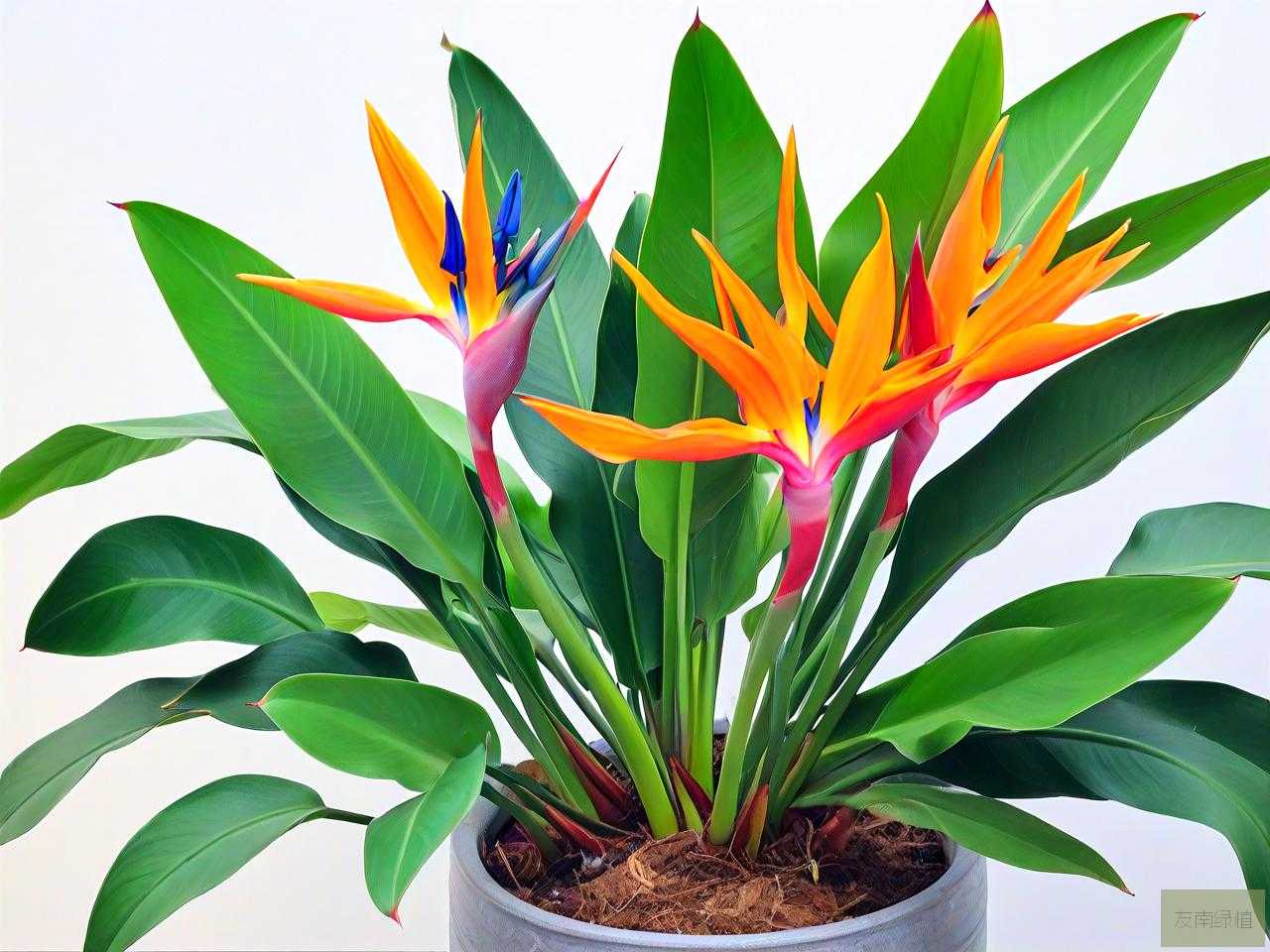 天堂鸟植物可以水培吗
