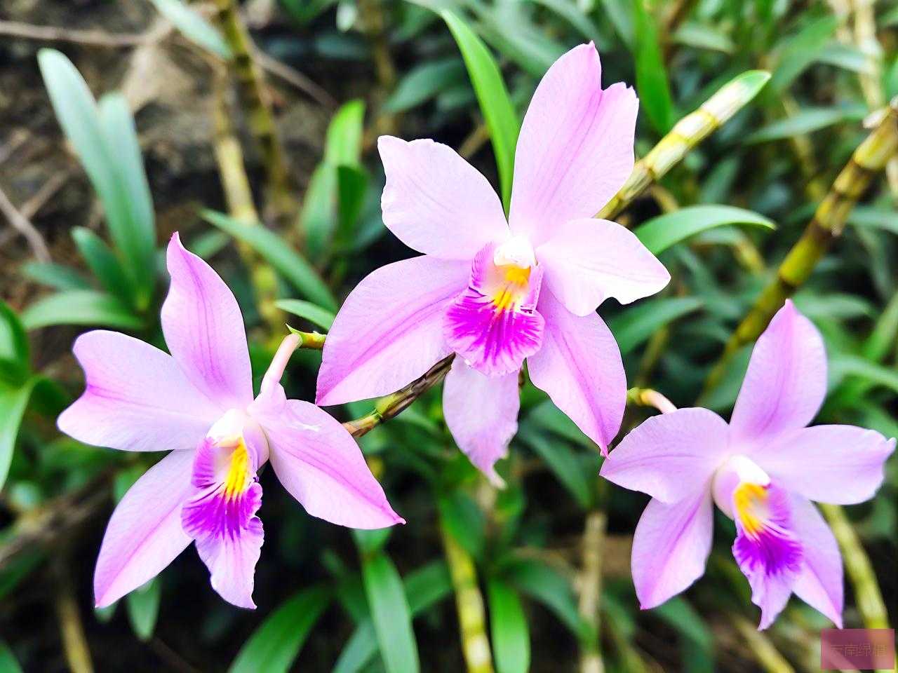 铁皮石斛花有什么用途