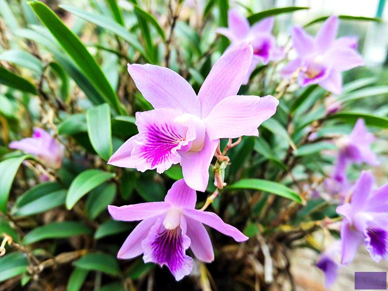 铁皮石斛花一天吃多少