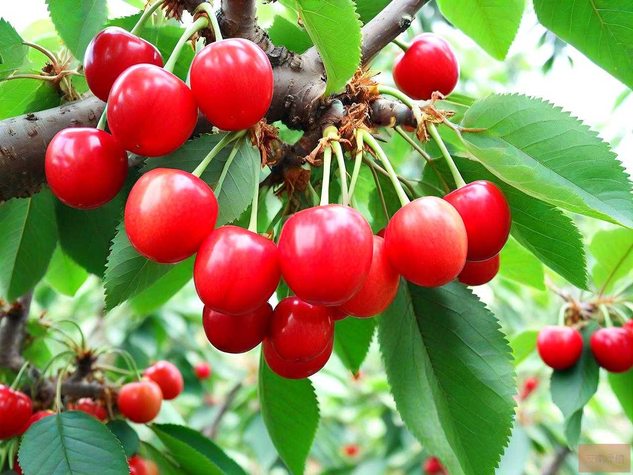 大樱桃籽怎么种植方法