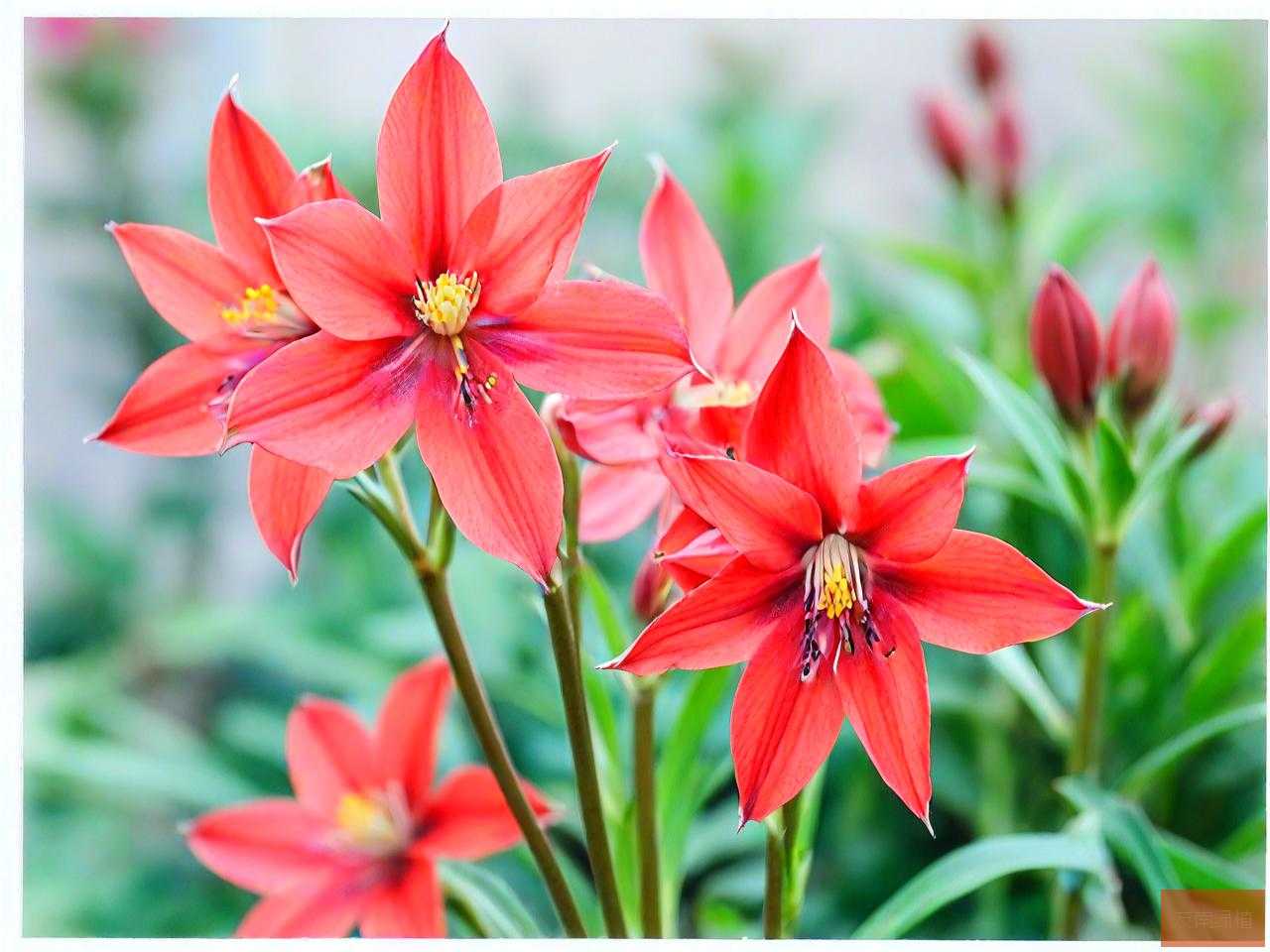 铁筷子花的寓意是什么