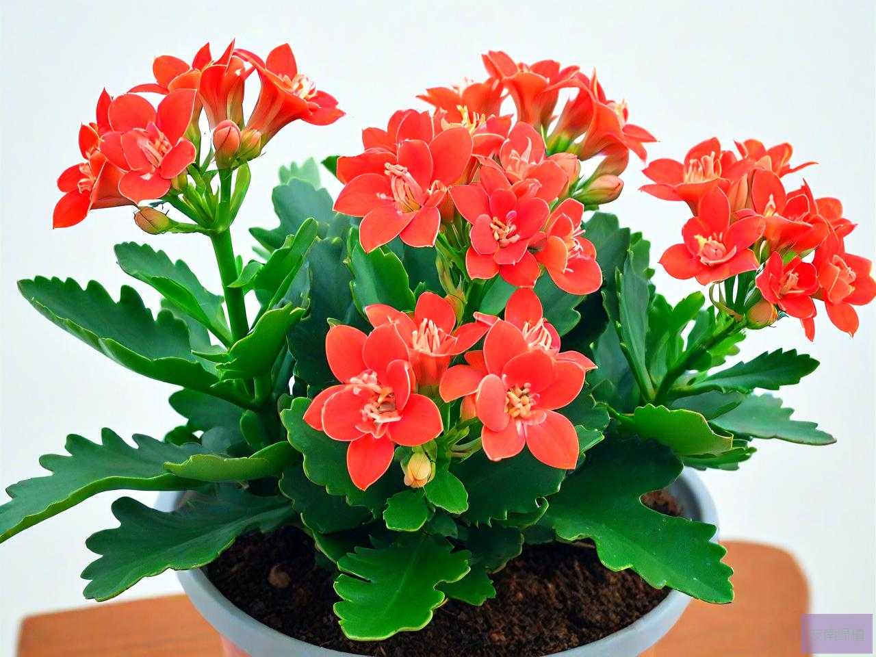 宫灯长寿花的养殖方法