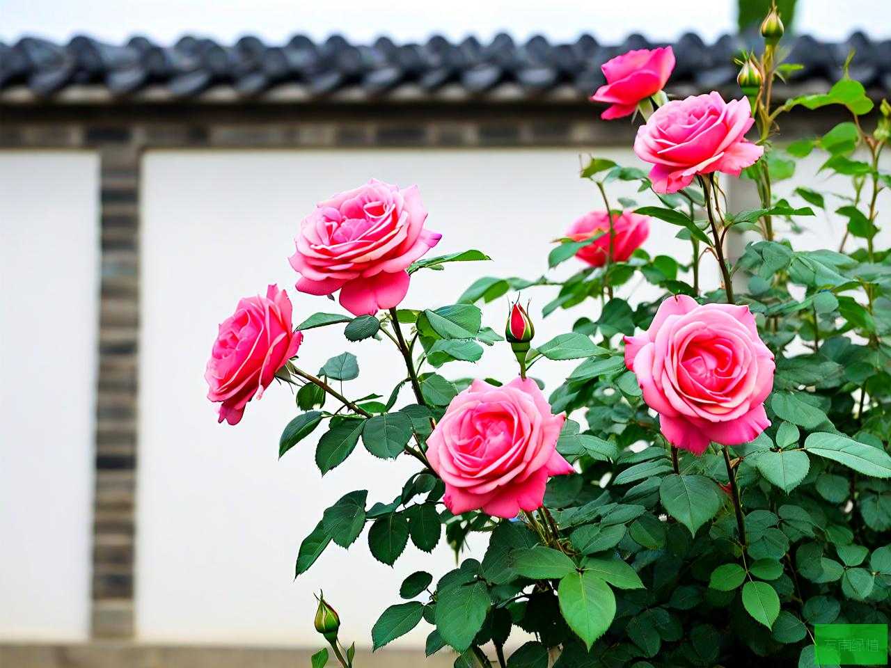 影壁墙前种月季花好吗