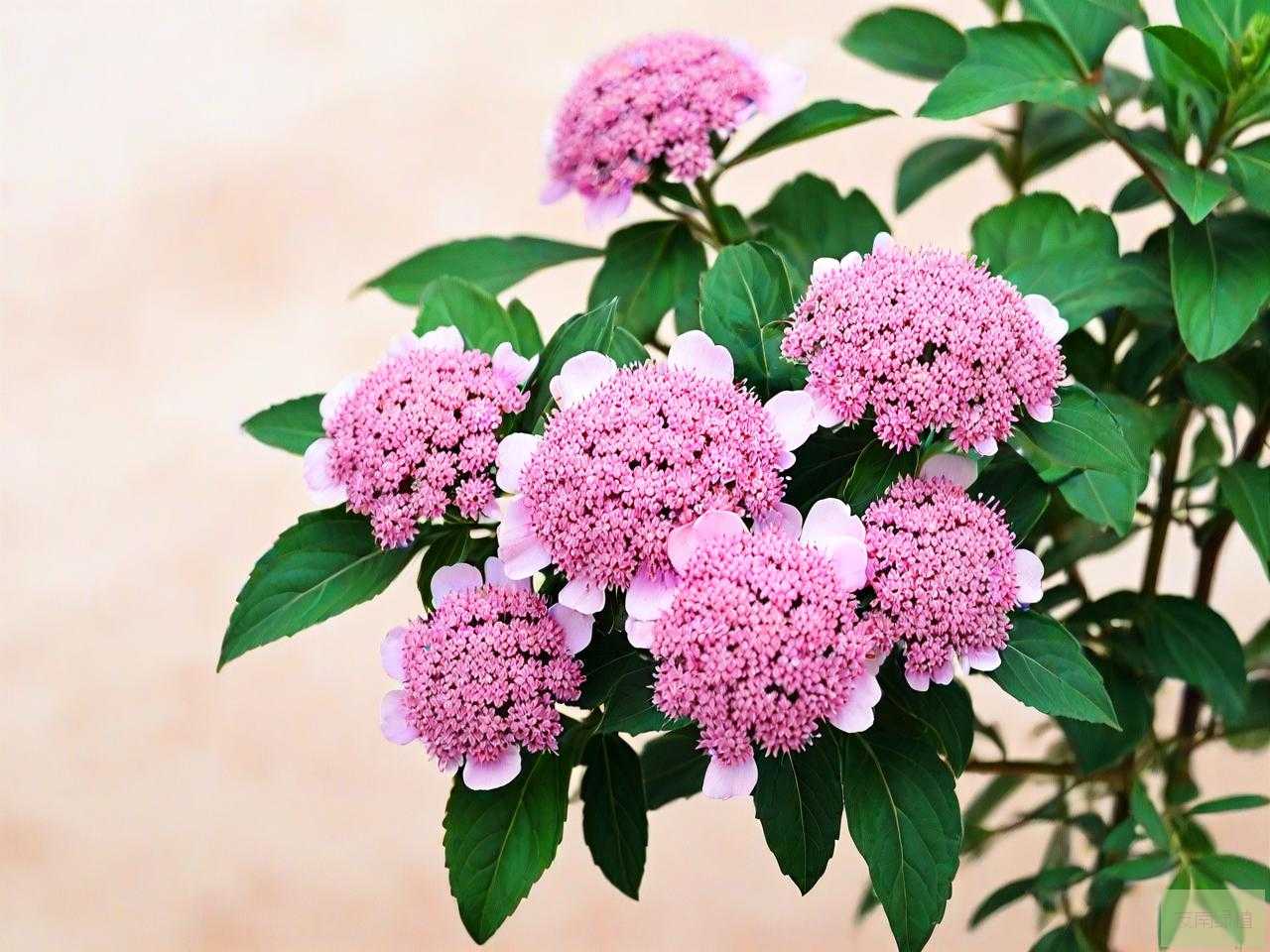 中药三七花多少钱一斤