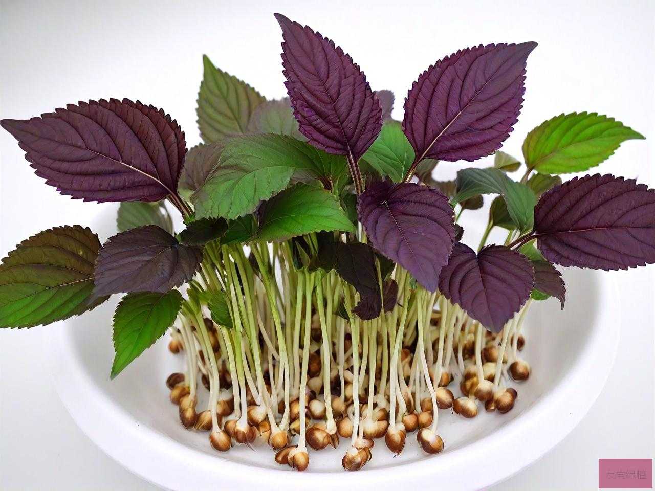紫苏种子水培能发芽吗