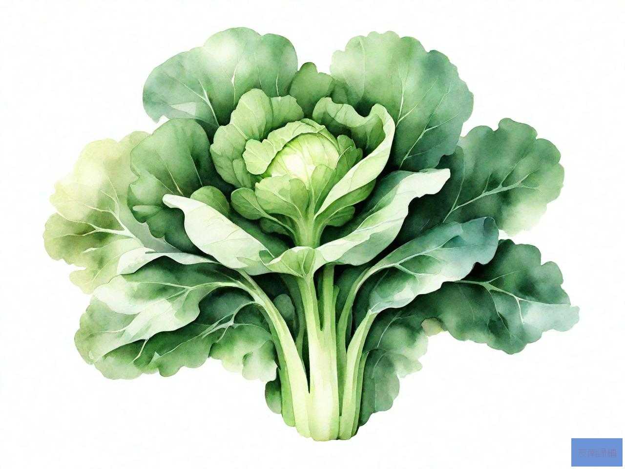 哪些不是十字花科蔬菜
