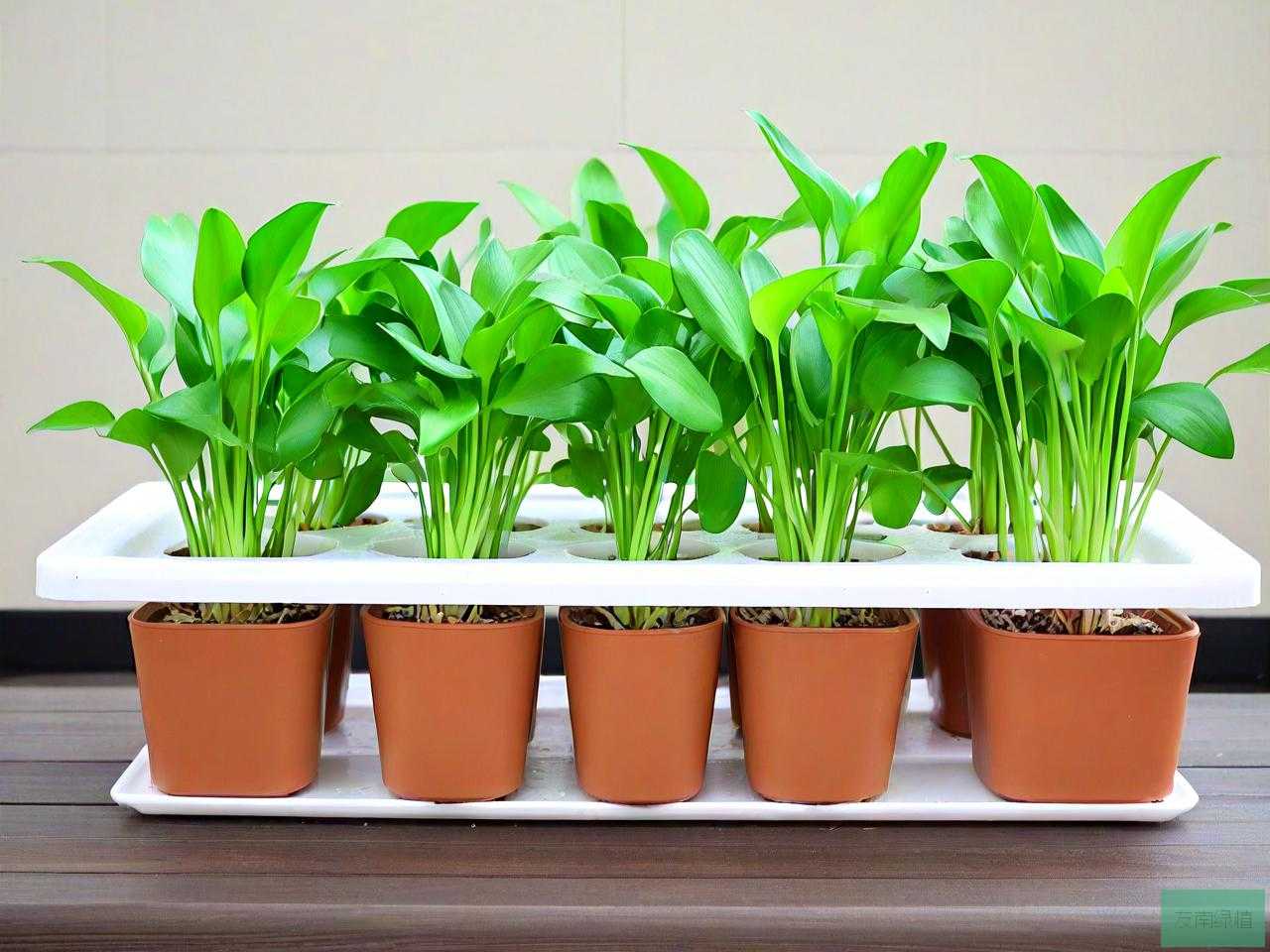 最好养的水培植物排名