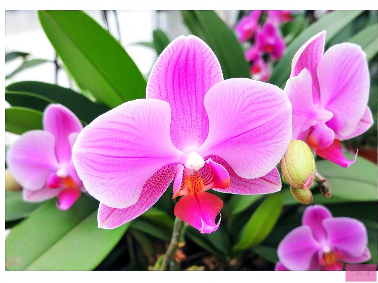 蝴蝶兰开完花怎么处理
