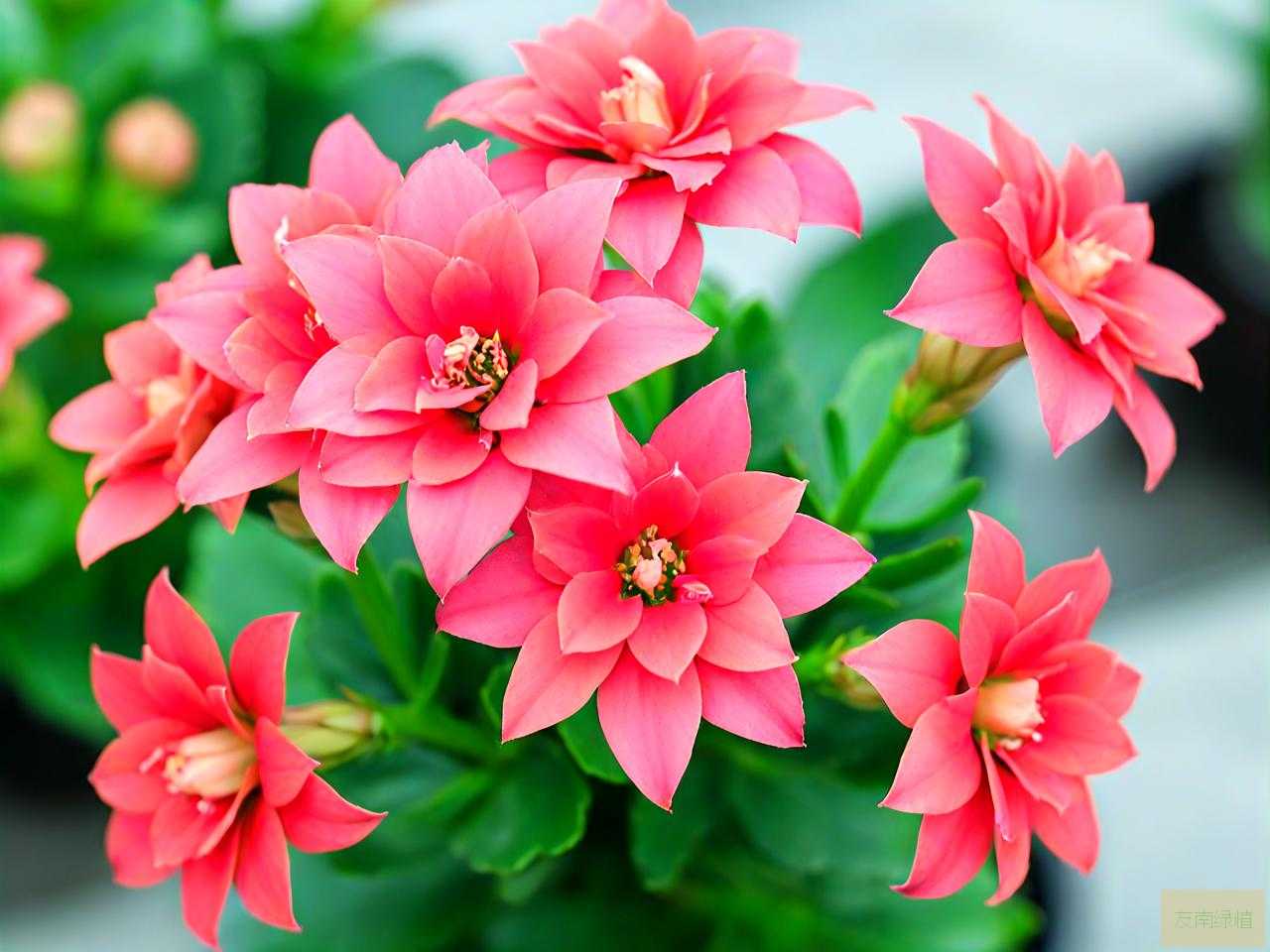 长寿花夏天过后怎么养