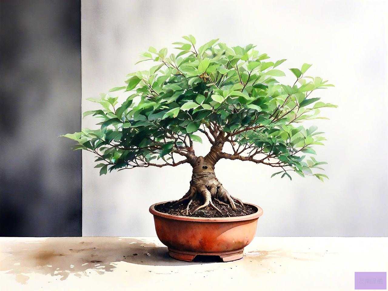 适合室内养的盆景植物