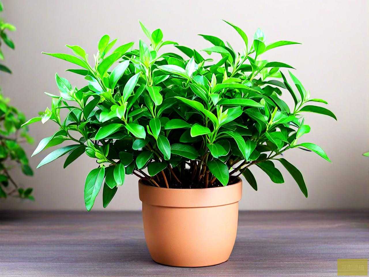 千里香绿植盆栽怎么养