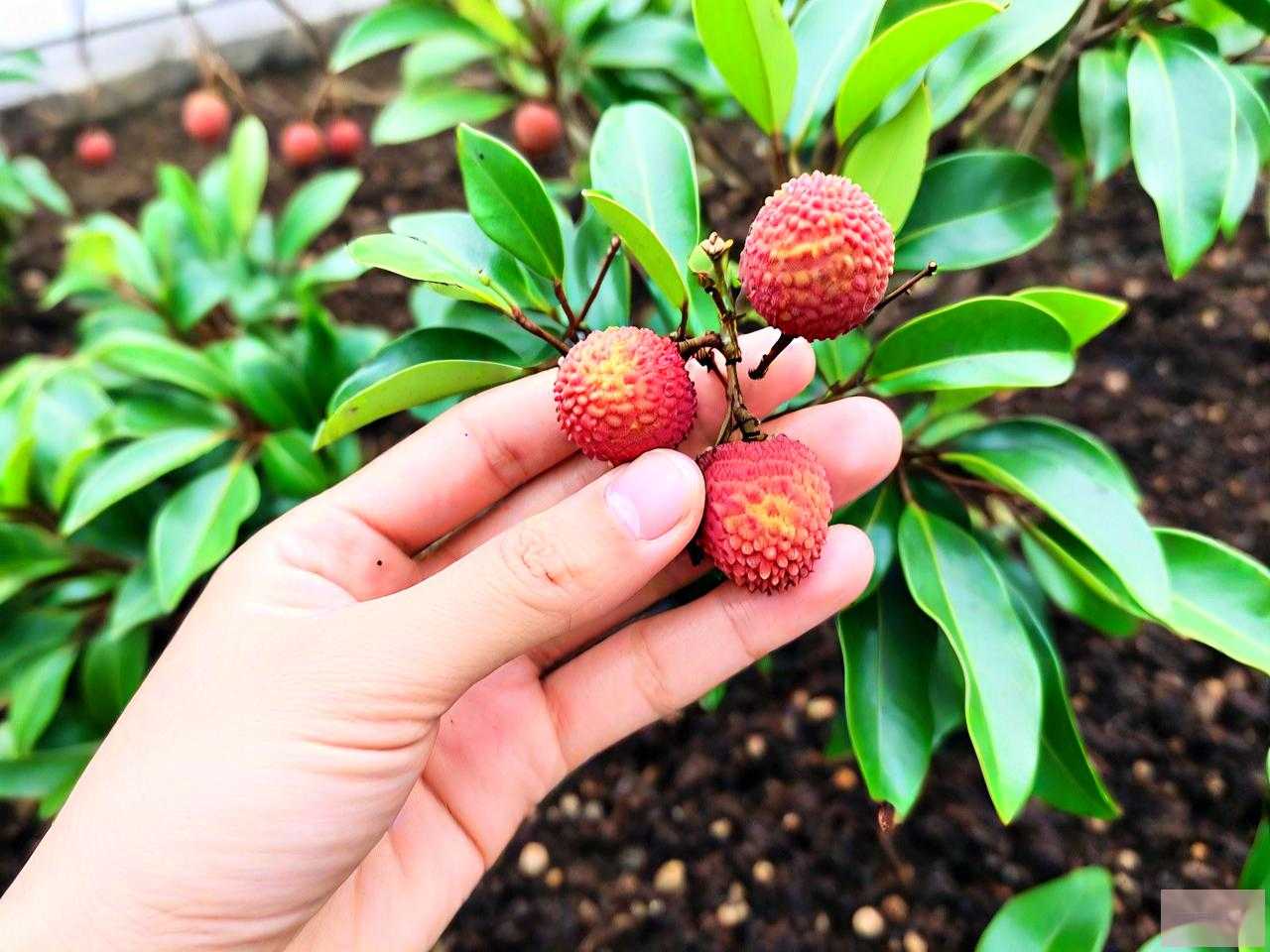 荔枝种子发芽了怎么种