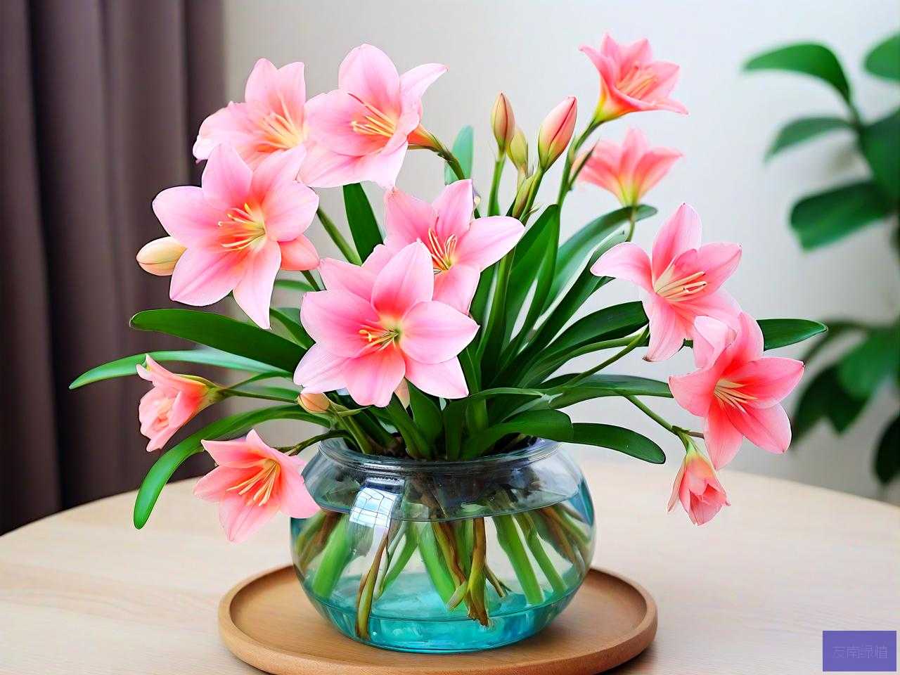 水养花期长又好养的花
