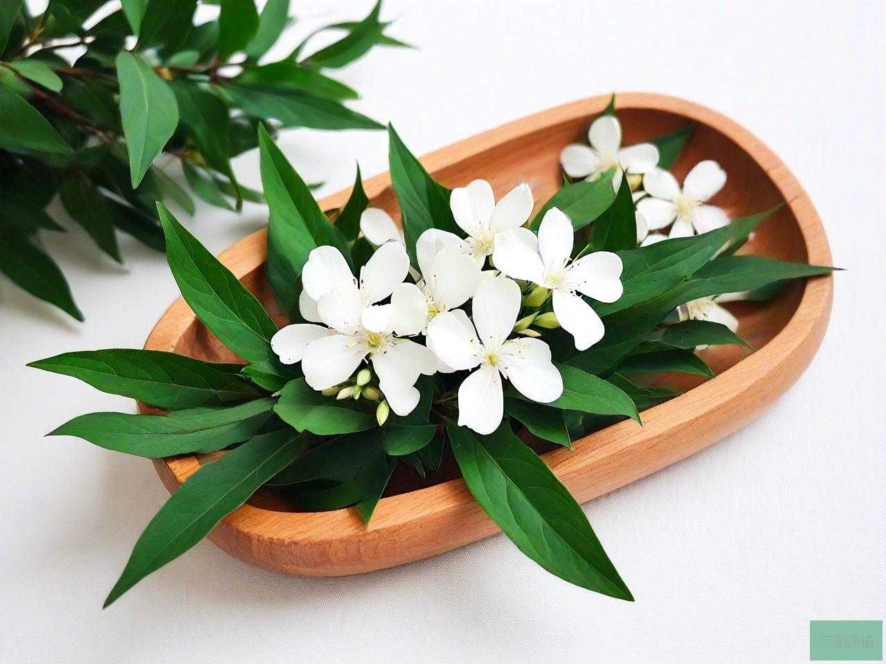 七叶一支花多少钱一斤