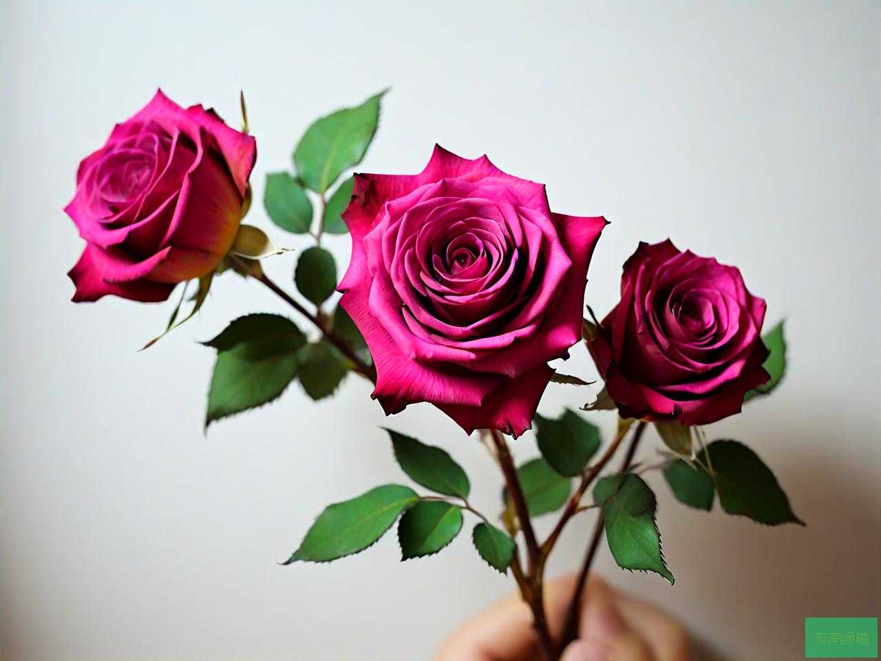 玫瑰花怎么制作成干花