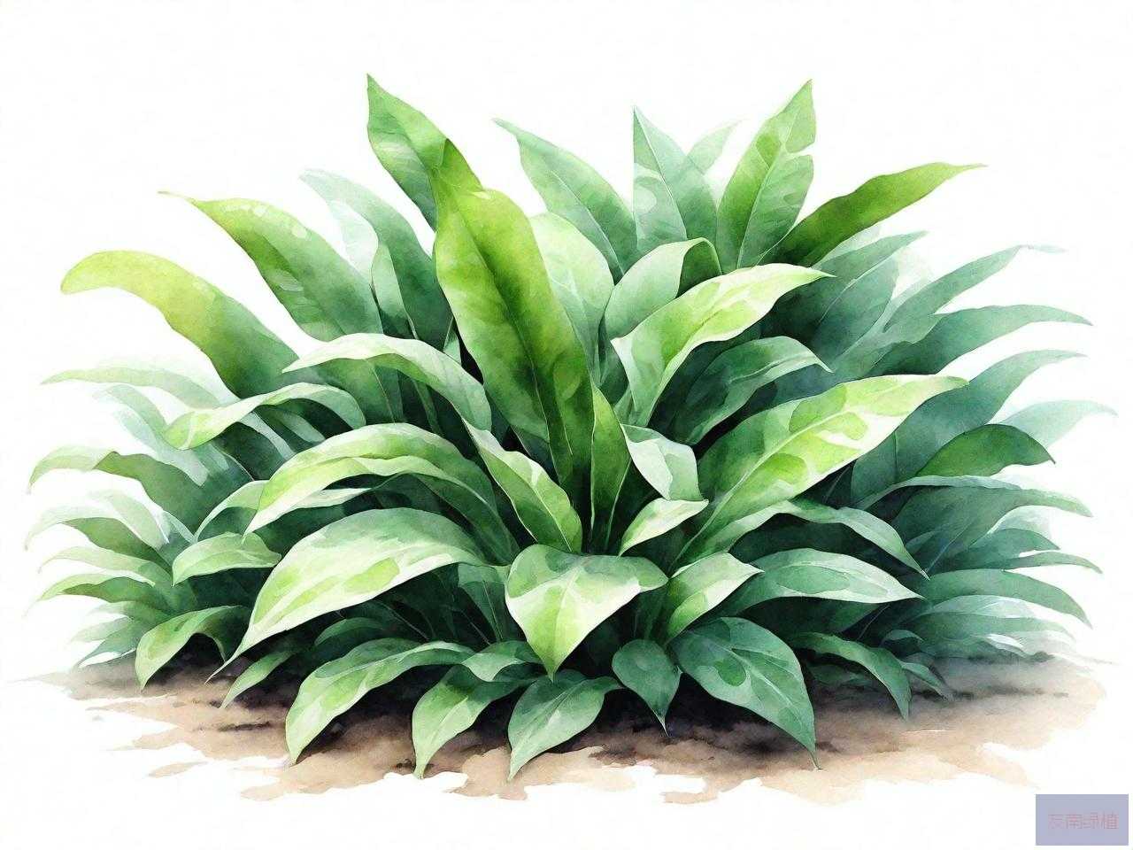 海南地被植物