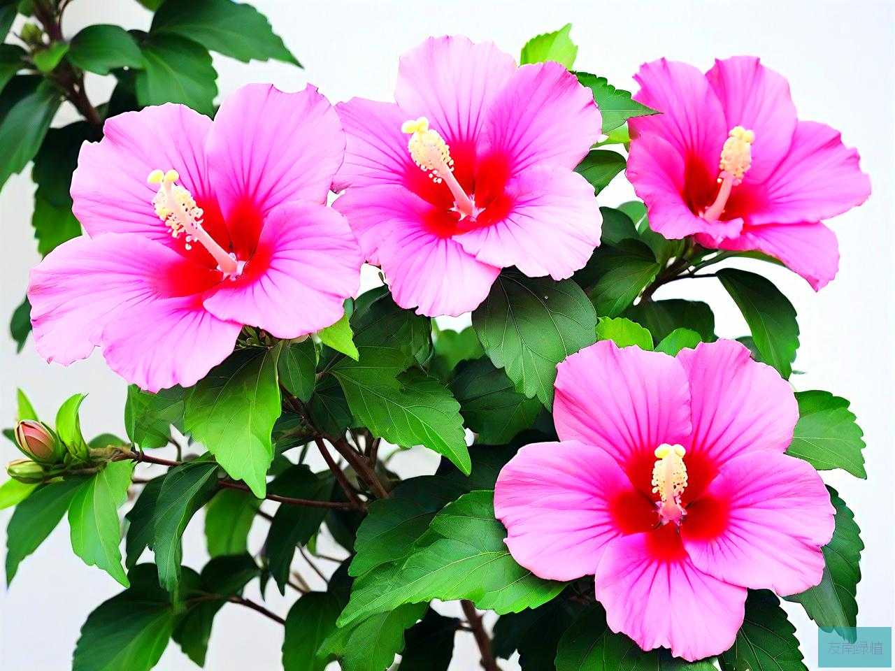 木槿花什么品种最好看