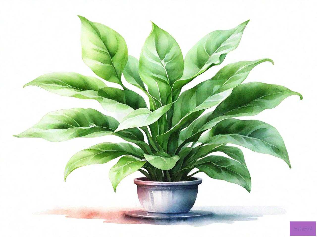 水培植物如意皇后