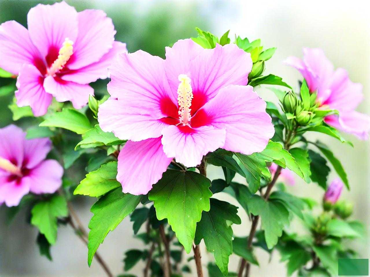 木槿花夏天可以移栽吗